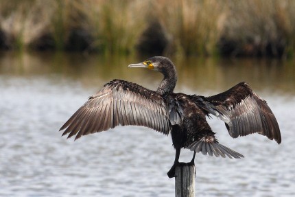 Cormoran-retour-de-pêche-au-séchage