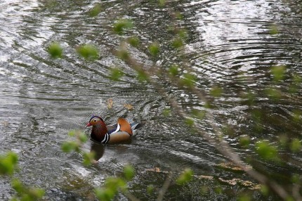 Canard  mandarin