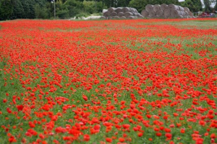 Champs de coquelicots des bords de Loire