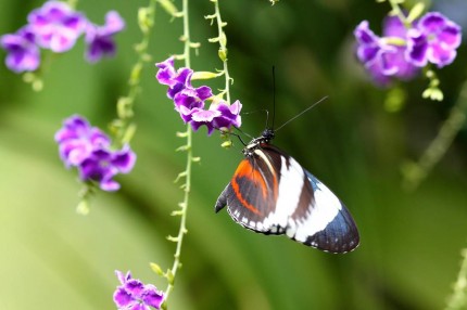 Macro d’insectes