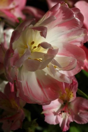 Pivoine