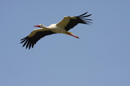 Cigogne au printemps