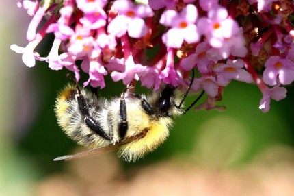 Macro d’insectes