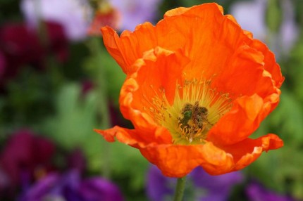 Coquelicot