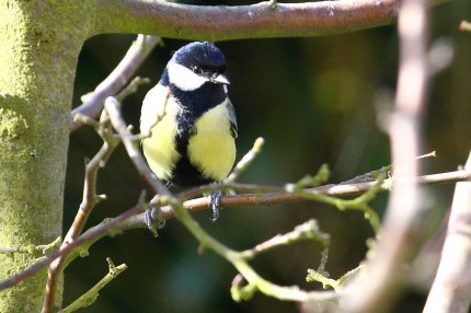 Mésange charbonnière