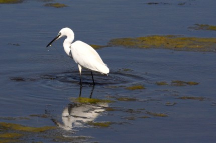 Grande aigrette