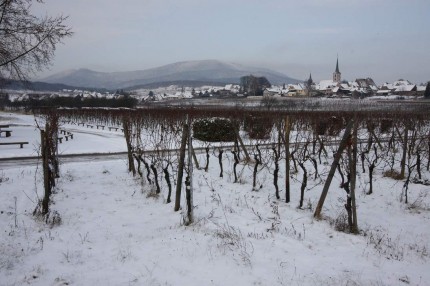 Vignes d’Alsace