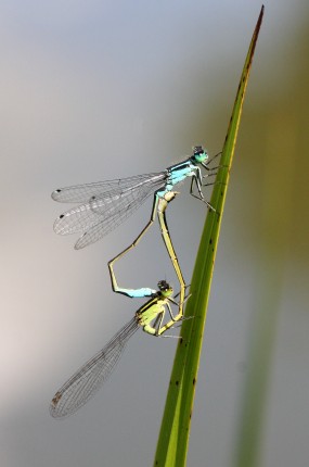 Macro d’insectes