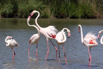 L’amour chez les flamants (Camargue)