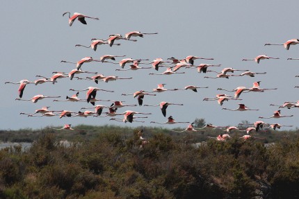 Vol de flamants en Camargue